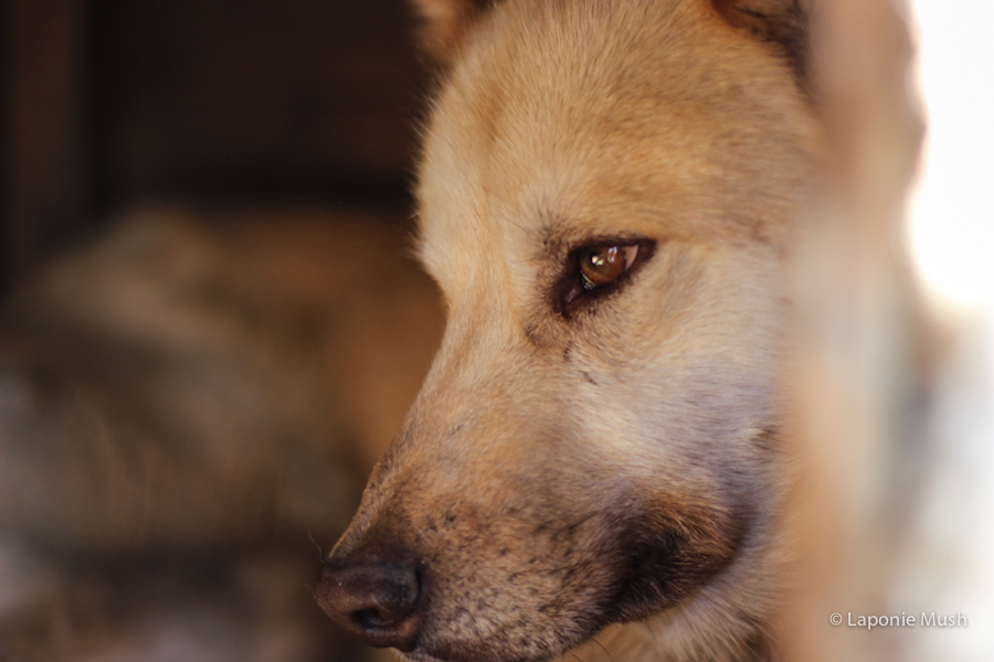 Evenki chien de traineau groenlandais croisé husky - voyage en laponie suédoise