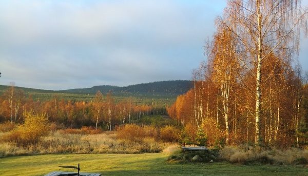 laponie-mush-automne-sejour-chien-traineau-hiver