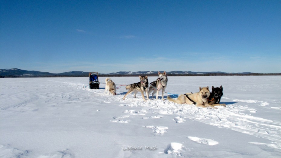 attelage de chien en pose sur la lac gelé - laponie suédoise