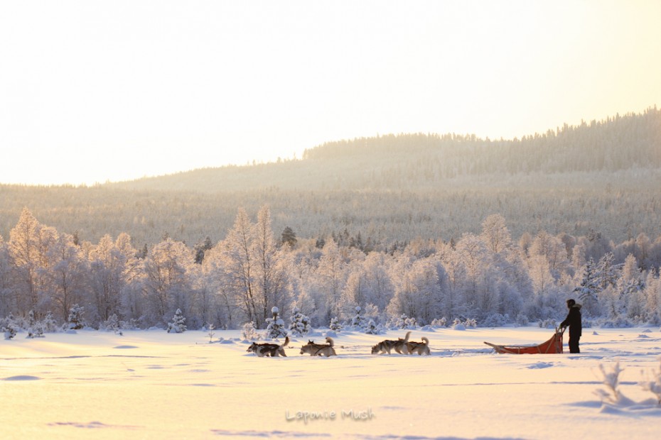 voyage et sejour chien de traineau en laponie suédoise, experience unique en plein coeur de la nature