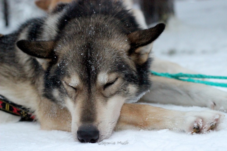 bartaba chien de traineau groenlandais croisé husky