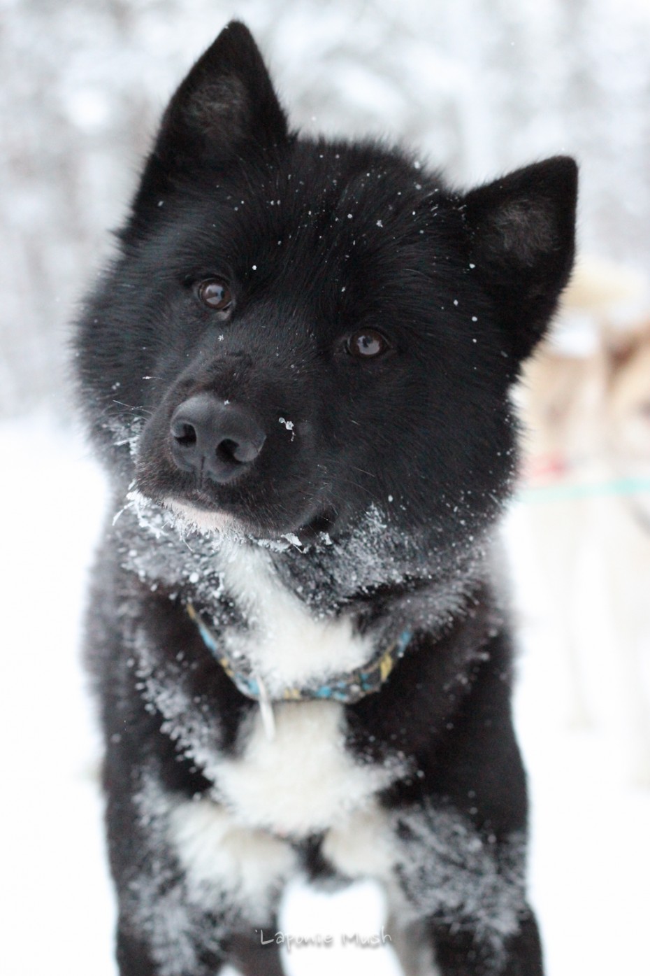 Komi chien de traineau groenlandais croisé husky