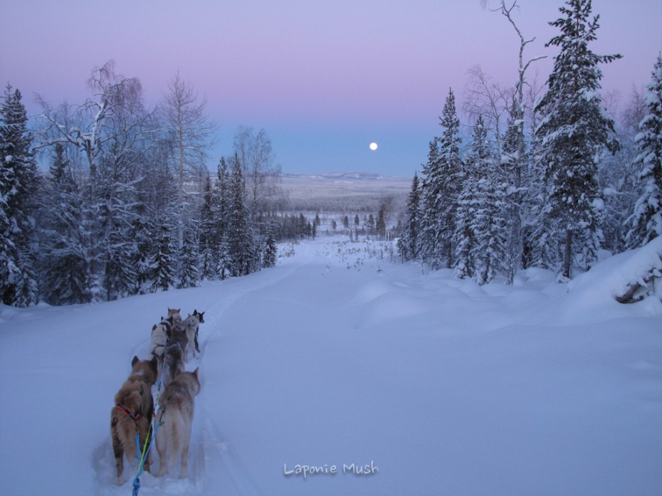 l'attelage de chien de traineau avec vu sur la lune et le ciel rosé - voyage en laponie suédoise