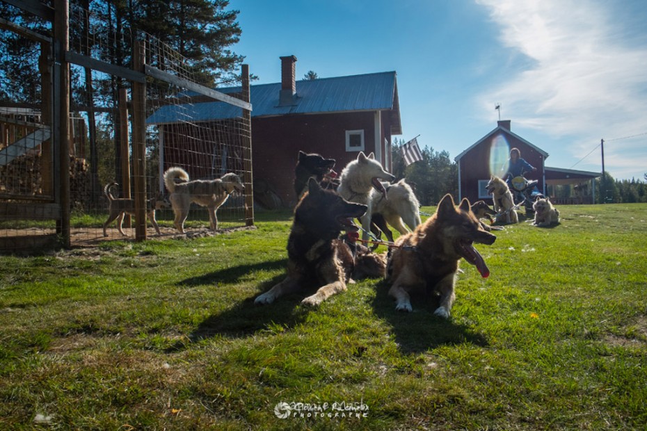 les chiens couché aprÈs l'entraînement au quad en été - séjour en laponie suédoise