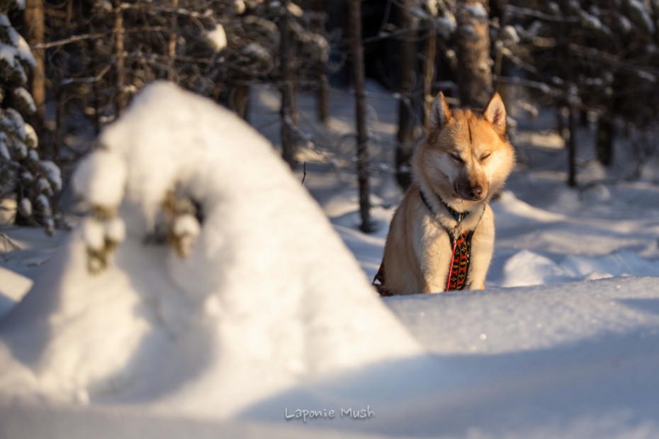 Evenki chien de traineau groenlandais croisé husky - voyage en laponie suédoise