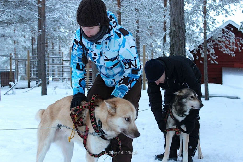 les clients mettent les harnais aux chiens de trtaineau avant le départ - voyage en laponie suédoise