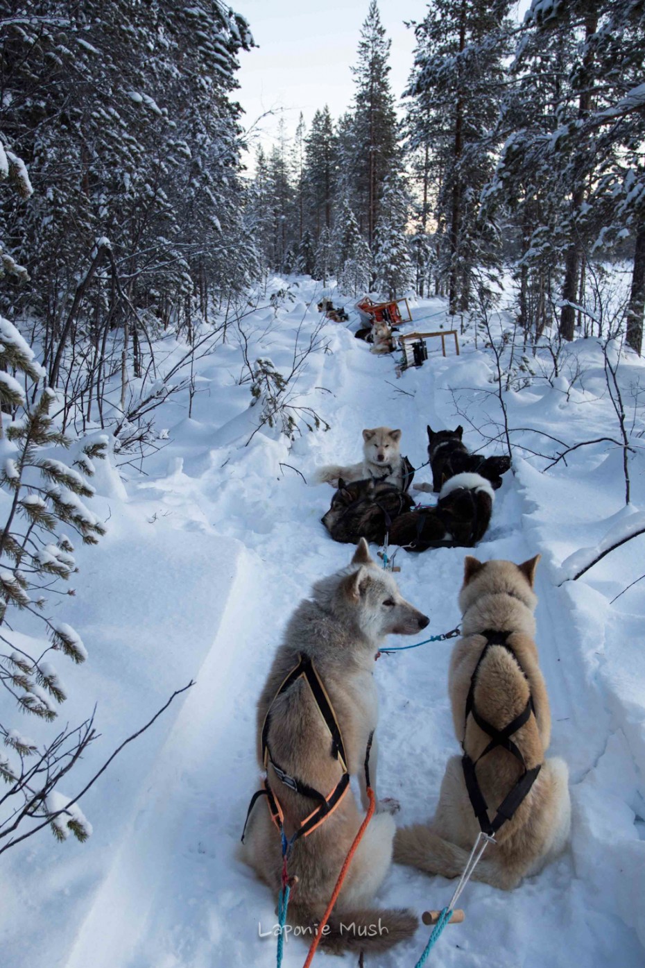 les chien de traineaux pendant la pause déjeuner - voyage en laponie suédoise