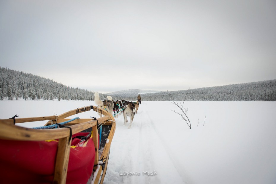 attelage de chien de traîenau vu de dos sur un lac gelé - voyage en laponie suédoise