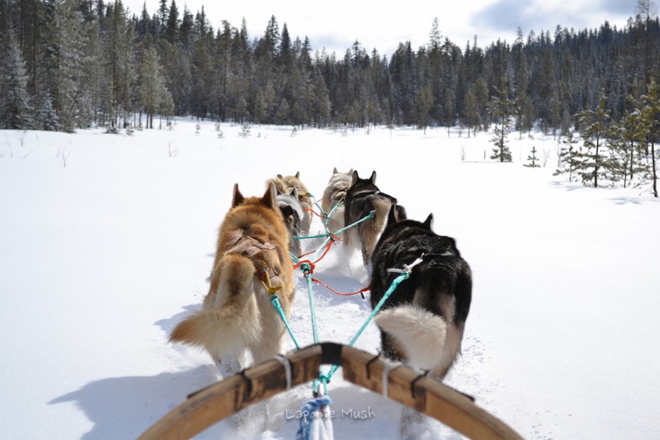 balade en traienaux à chien - voyage en laponie suédoise