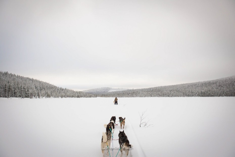 attelage de chien de traîneau vu de dos sur un lac gelé - voyage en laponie suédoise
