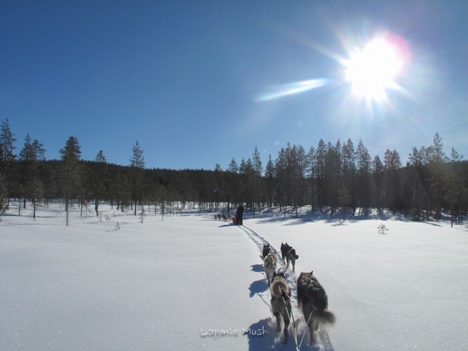 balade en traienaux à chien - voyage en laponie suédoise