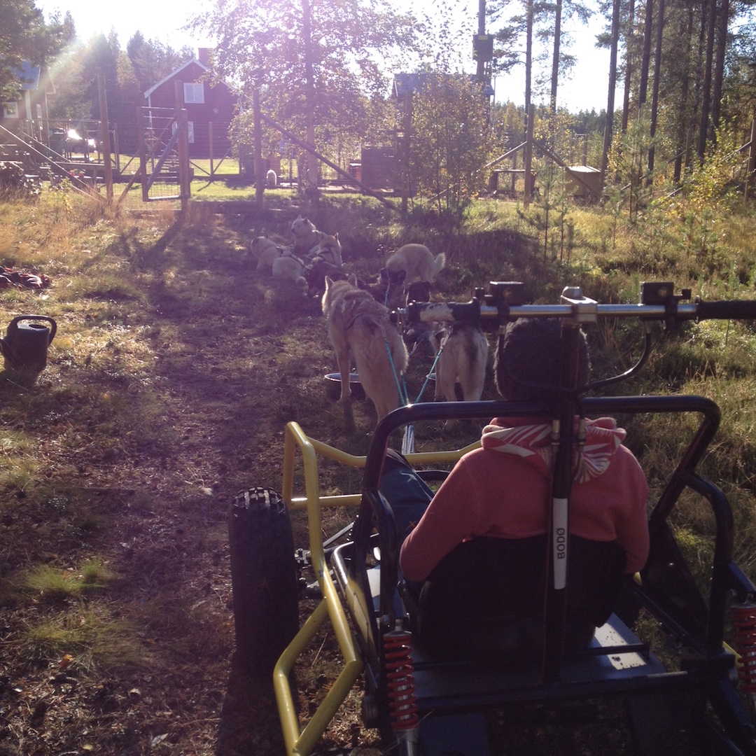 kart-entrainement-chien-traineau