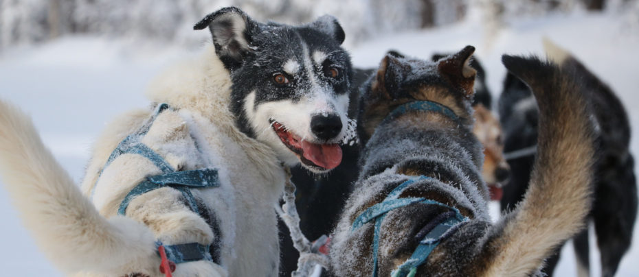 Séjour Chiens de traineau en Laponie Suédoise