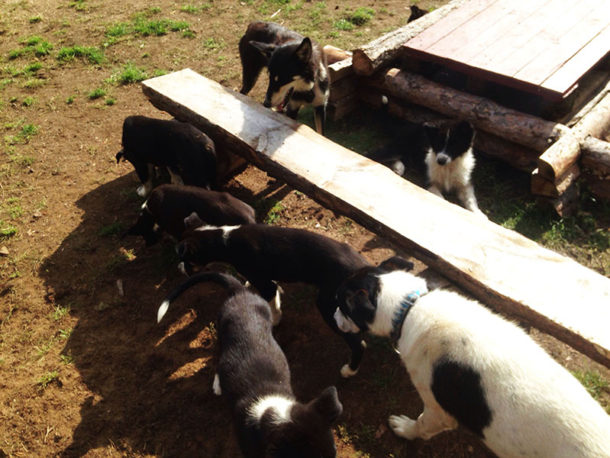 chien-traineau-sejour-utah-chiots