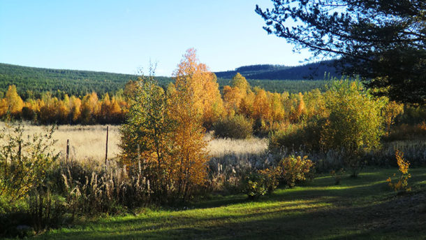 laponie-chien-traineau-sejour-paysage-automne