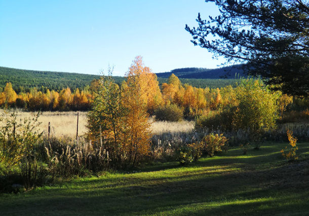 laponie-chien-traineau-sejour-paysage-automne