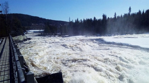 laponie-chien-traineau-chutes-rapides-storforsen