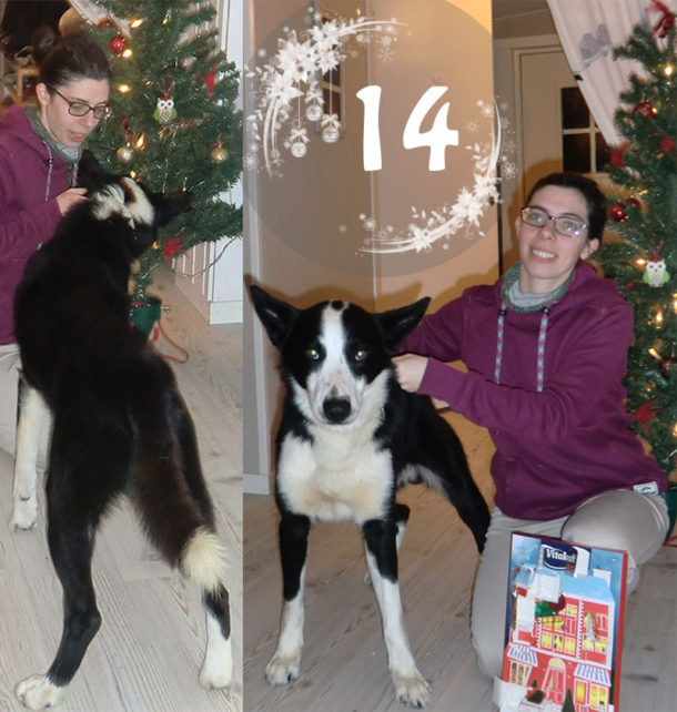 laponie-chien-suede-traineau-sejour-calendrier-activites