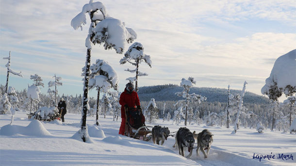 laponie-chien-traineau-hiver-attelage-suede-sejour