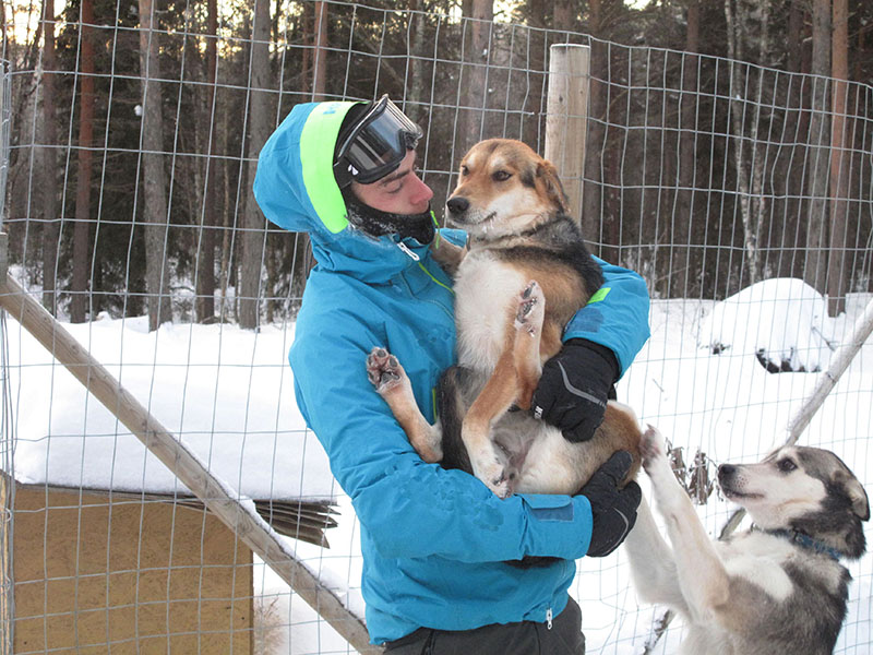 laponie et chien de trainea en hiver willow, alaskan husky