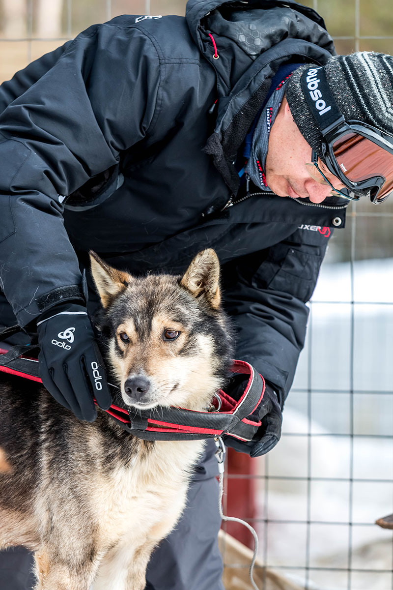 laponie chien de traineau randonnee sejour hiver husky