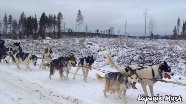 en laponie suédoise, on poursuit l'entrainements des chiens de traineau pour préparer les séjours multi-activtiés d'hiver et les courses de longues distances