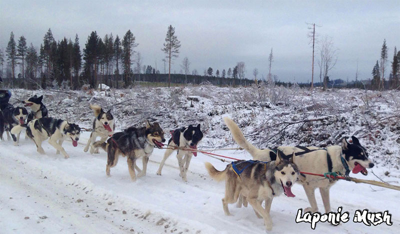 en laponie suédoise, on poursuit l'entrainements des chiens de traineau pour préparer les séjours multi-activtiés d'hiver et les courses de longues distances