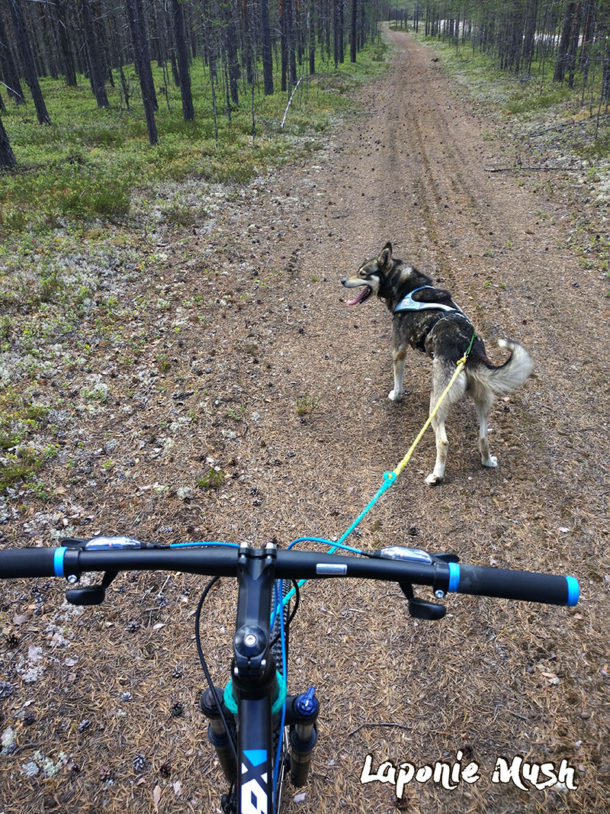 laponie-chien-traineau-sejour-ete-hiver-canirando