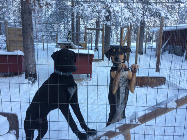 laponie-chien-traineau-sejour-hiver-paco-dark