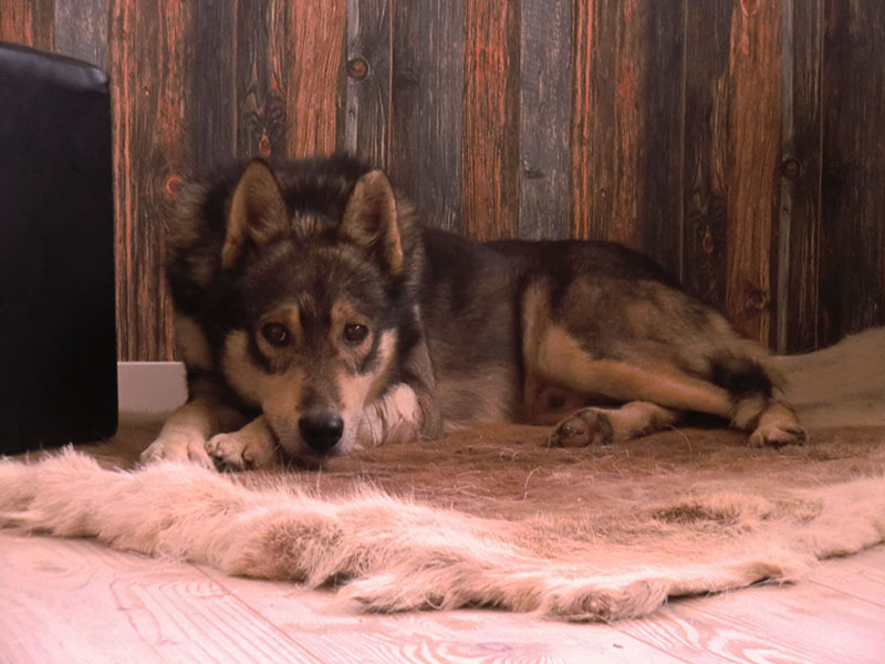 laponie chien de traineau takk sejour hiver