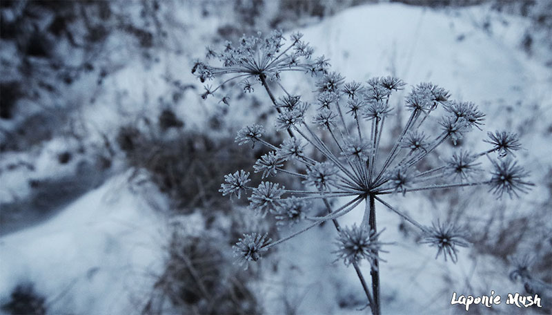 laponie-fleur-hiver-sejour-chien-traineau