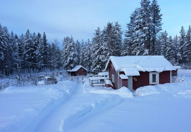 laponie-hiver-sejour-chien-traineau-chenil-suede