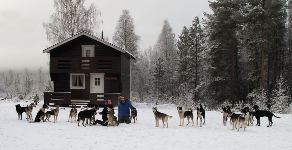 laponie-mush-sejour-laponie-suedoise-chien-traineau-premiere-neige