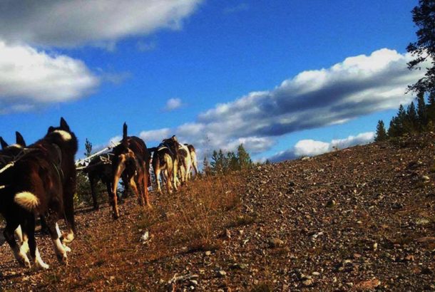 laponie-sejour-chien-traineau-entrainement-septembre