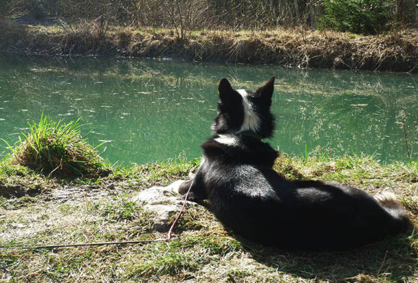 laponie-sejour-chien-traineau-hiver-ete