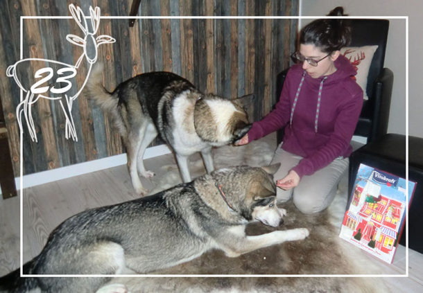 laponie-sejour-suede-chien-traineau-hiver-calendrier-alaskan-huskies