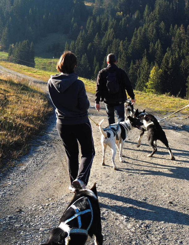 laponie-sejour-chien-traineau-hiver-ete-cani-rando