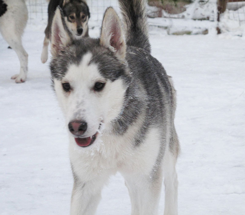 sejour d'hiver en laponie suedoise et chiens de traineau, alaskan husky baloo