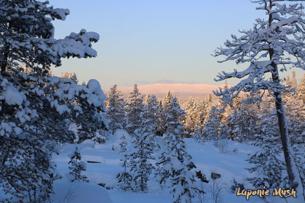 laponie-sejour-hiver-chien-traineau-paysage-sapins