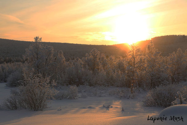 laponie-sejour-hiver-suede-soleil-chien-traineau