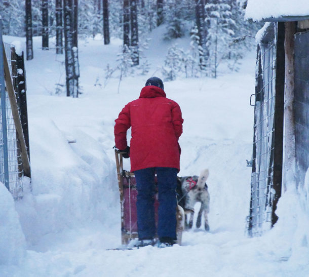 laponie-sejour-hiver-voyage-chien-traineau-suede