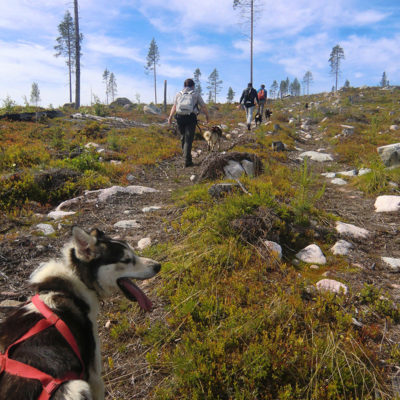 laponie-suede-sejour-chien-traineau-hiver-ete-canirando