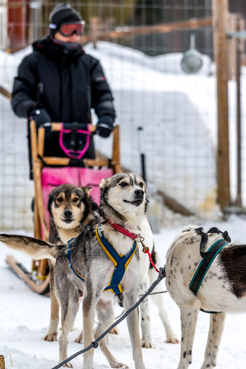 laponie suedoise depart attelage chien de traineau sejour d'hiver