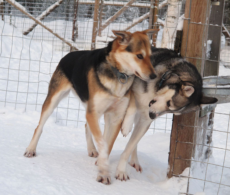 laya willow jeu chien de traineau laponie suedoise sejour hiver