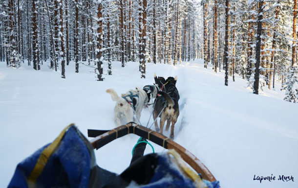 sejour-chien-traineau-voyage-attelage-laponie-suede