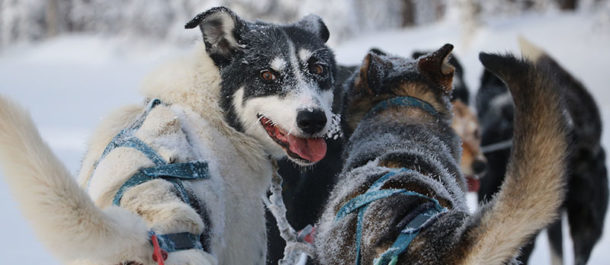 sejour-laponie-chien-traineau-grand-froid-hiver-suede-voyage