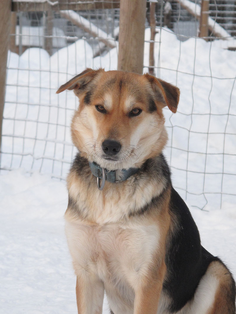 willow chien de traineau hiver laponie suedoise sejour