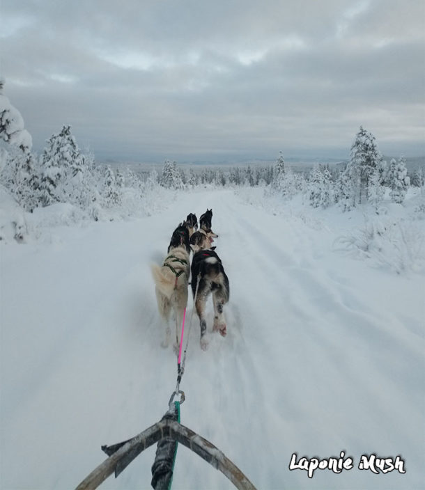 chien-traineau-sortie-jour-suede-laponie-sejour-activites