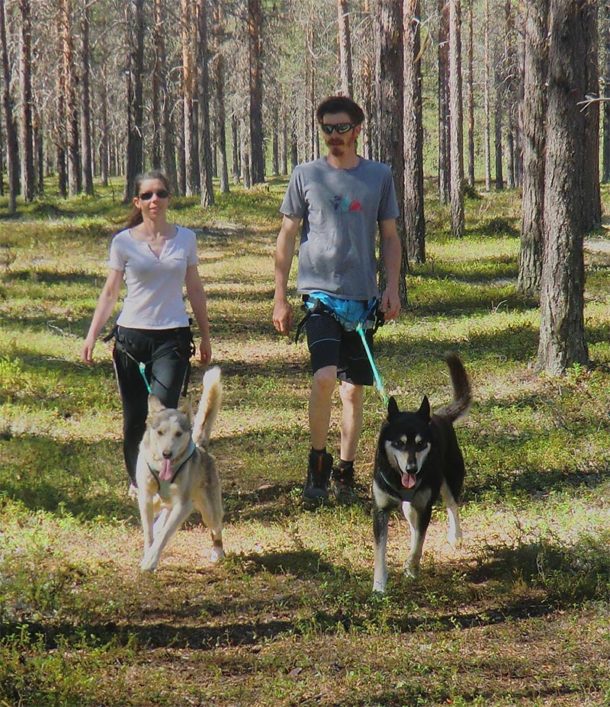 Lors des séjours "Soleil de Minuit", découverte en cani-randonnée de la Laponie Suédoise avec nos chiens de traineau