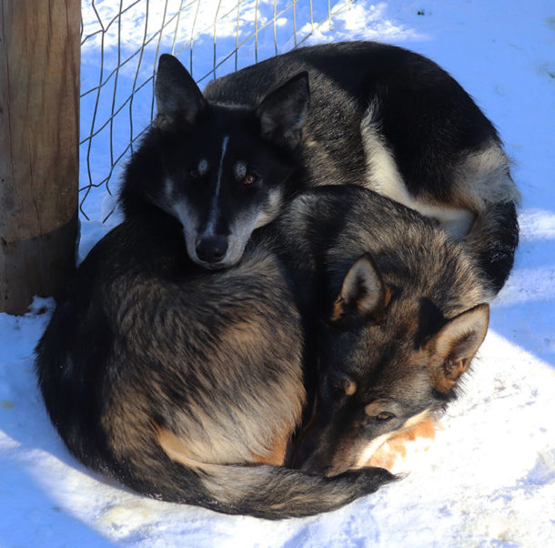 duo-chien-alaskan-husky-suede-zaz-trappeur-hiver-laponie